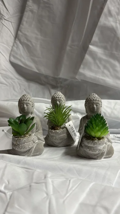 Buda con Suculenta