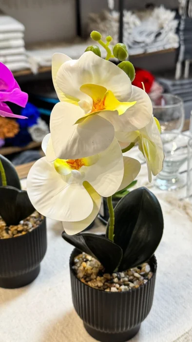 Orquideas