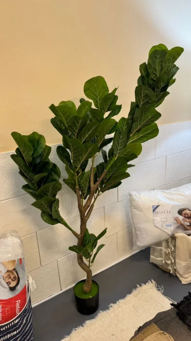Ficus Pandurata