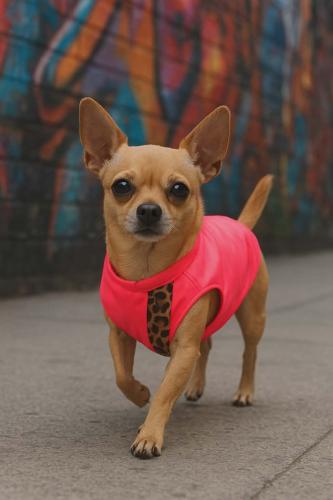 Remeras  Estilo Urbanas para Mascotas Hembras (ver Tabla de Talles y Precios) - Miniatura 2