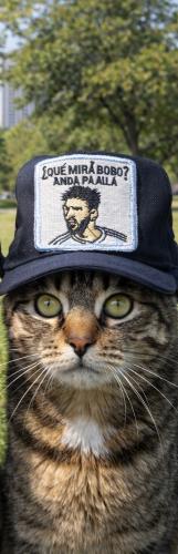 Gorra Messi  Mundial 2026 para Mascotas - Miniatura 3