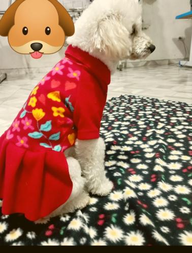 Ropa Mascota Vestido Fantasia - Miniatura 2