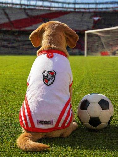 Buzo Polar River Plate para Mascotas (ver Tabla de Talles y Precios) - Miniatura 2