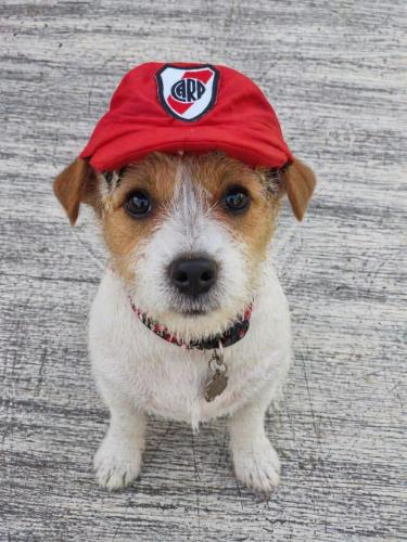 Gorra Oficial River Plate para Mascotas - Miniatura 2