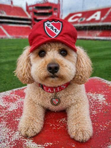 Gorra Oficial de Independiente para Mascotas - Miniatura 2