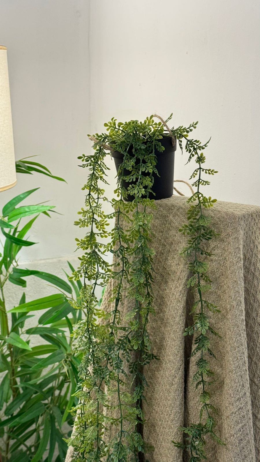 Planta Colgante Arbusto - Imagen 2
