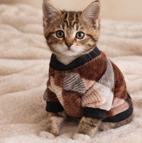 Rropita para los Gatitos de Polar Soft - Miniatura 2