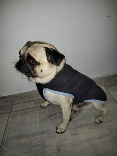Ropa para Mascotas Friza Peinada - Miniatura 2