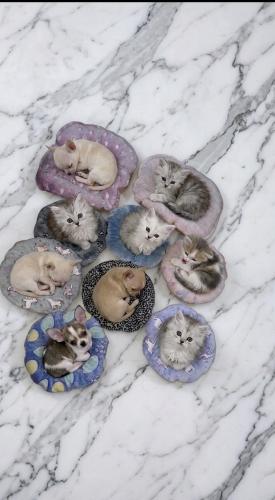 Cucha Luminosos Mascota Gato/perro (chico) - Miniatura 3