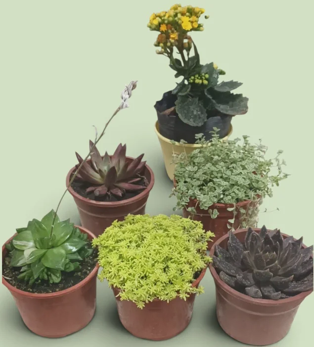 Hermosas Plantitas
